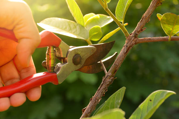 Best Tree Removal  in Vilge St George, LA